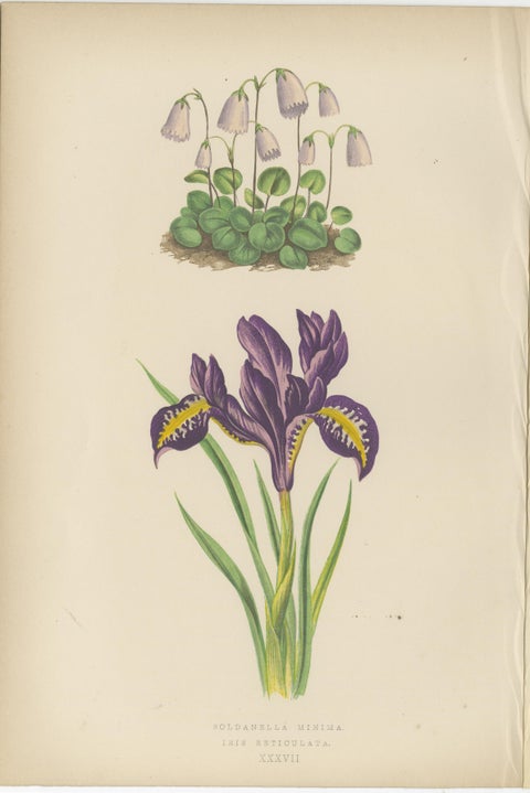 Alpine Botanical Lithograph Pair of Iris and Pyrenean Dead-nettle, 1874, view 4