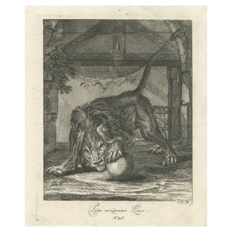 Original Antique Print of an angry Lion