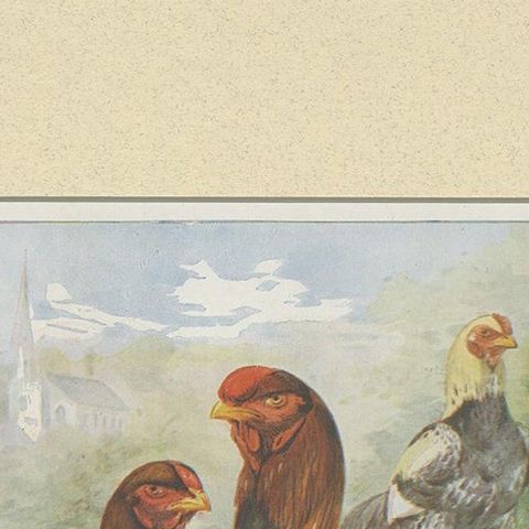 Antique Bird Print of Malay Chicken by André & Sleigh 'circa 1900', close-up 1
