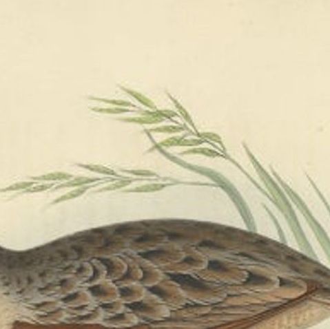 Antique Bird Print of the Land-Rail by Gould, 1832, close-up 1