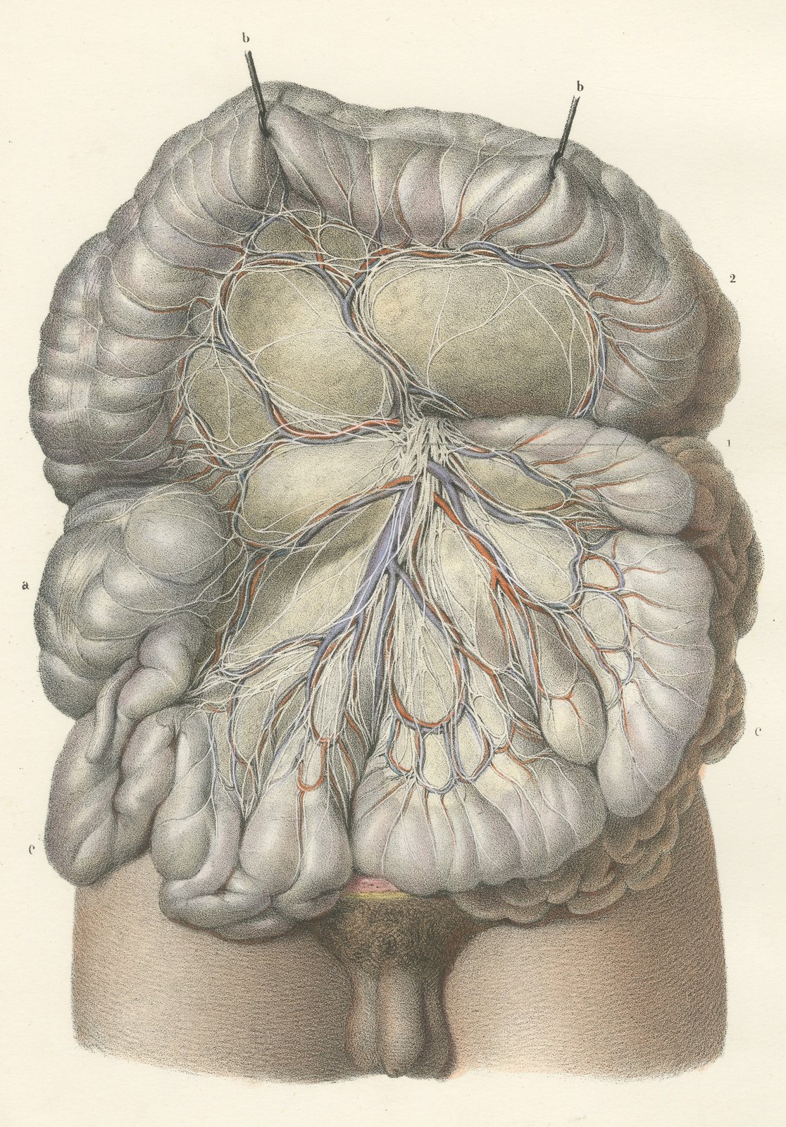 Nerves of the Mesentery and Intestine, Antique Hirschfeld Anatomy Print, 1866