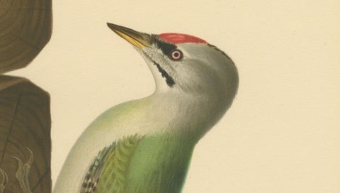Grey-Headed Woodpecker on Timber Post, Swedish Bird Print, 1929, close-up 4