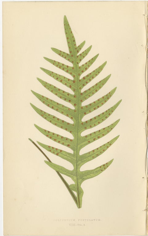 Victorian Exotic Fern Lithograph Portfolio by E.J. Lowe, 1856, Set of 6, view 3