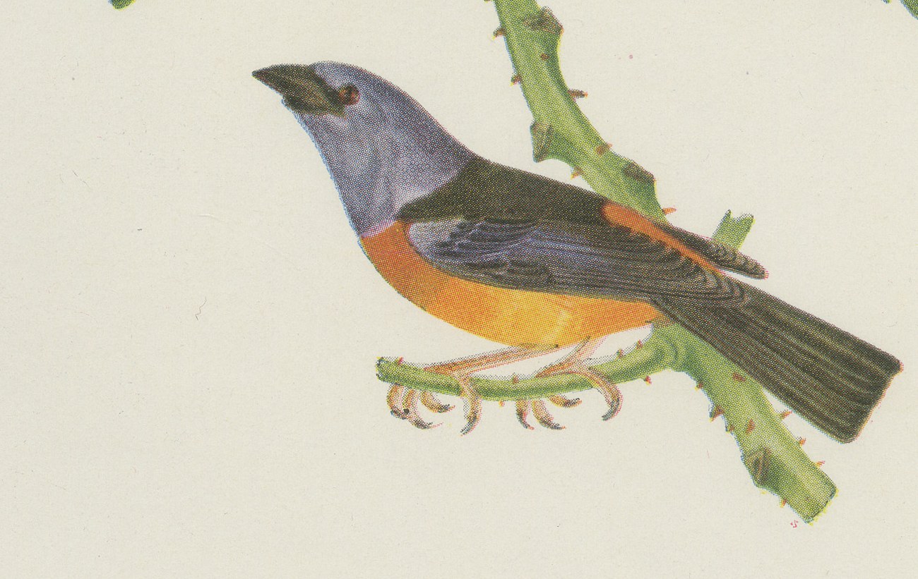 Tanagers and Warblers, Brazilian Bird Print, Descourtilz, 1944, view 5