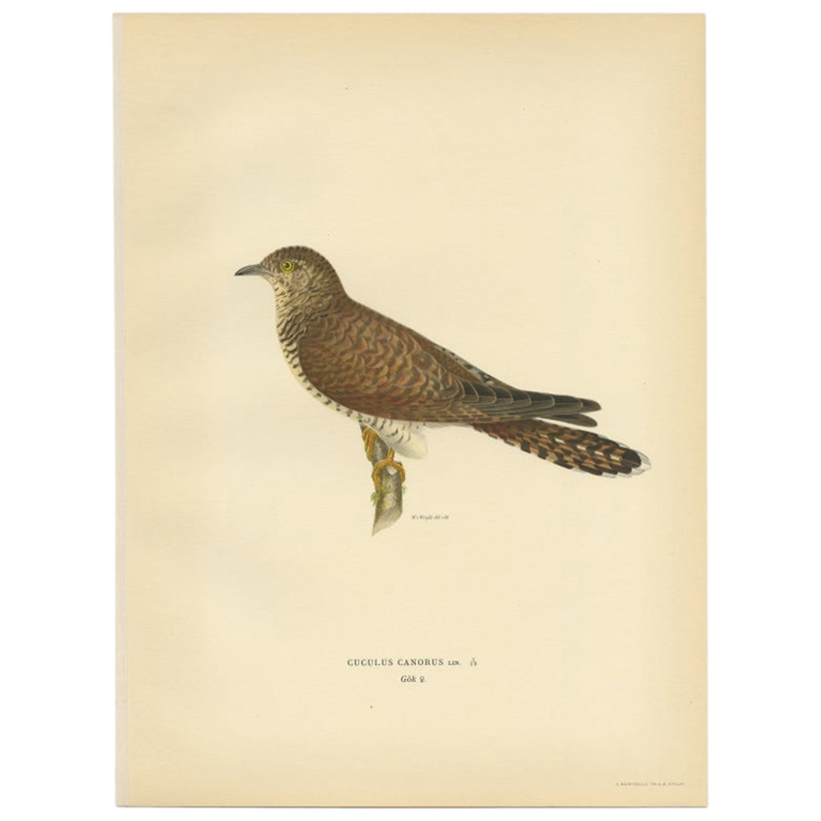 Antique Bird Print of a Female White Wagtail by Von Wright, 1927