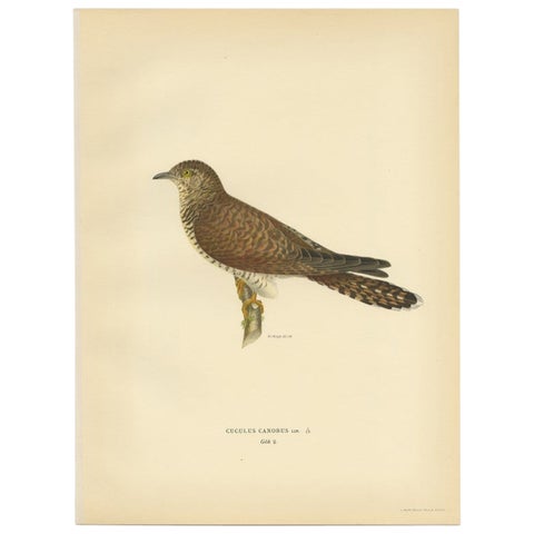 Antique Bird Print of a Female White Wagtail by Von Wright, 1927