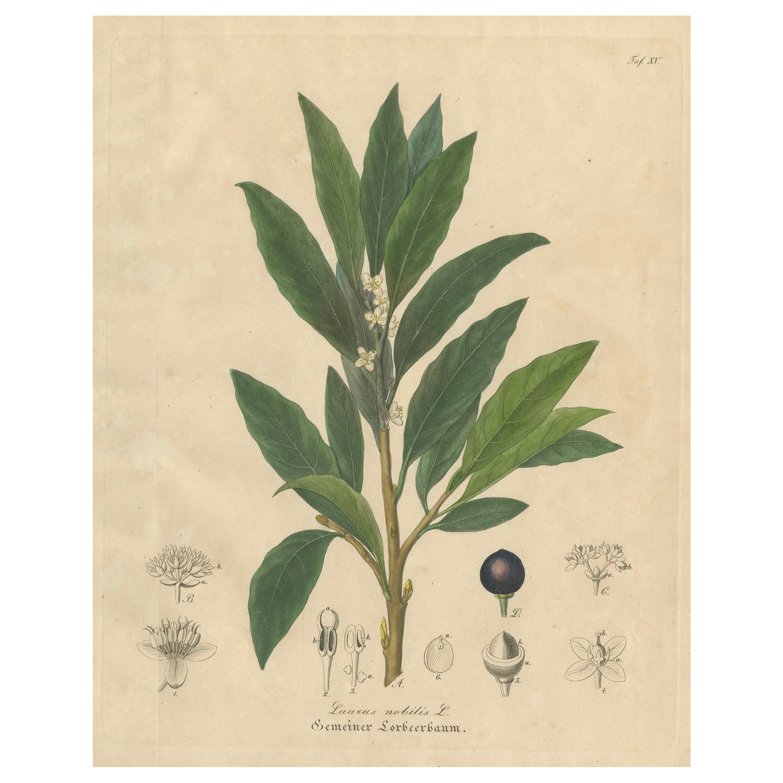 Antique Bay Laurel Botanical Print, Laurus Nobilis, Hand Colored, c.1831