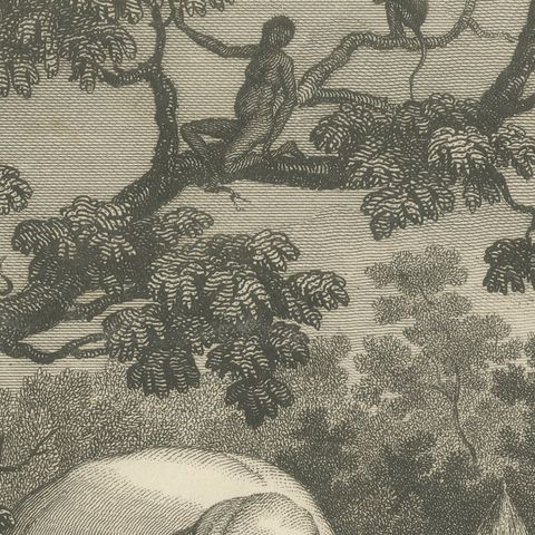 View in Sierra Leone, West Africa, Elephant, Antique Engraving, circa 1825, close-up 6