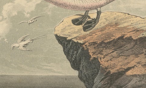 Tropicbirds and Gulls: An 1849 Coastal Encounter - A Hand-Coloured Lithograph, close-up 1