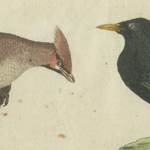 Elegant European Birds: 1805 Handcolored Engraving from Bertuch's Masterpiece, close-up 6