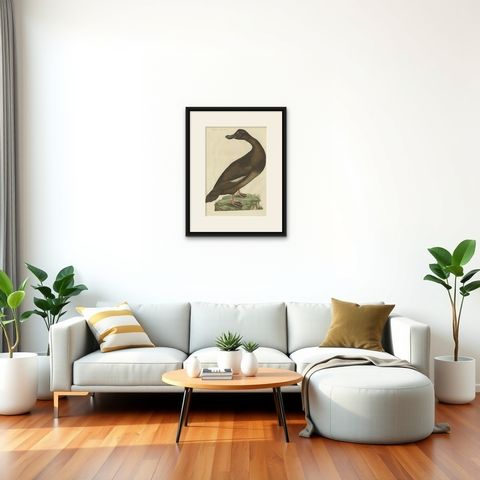 Antique Bird Print, Velvet Scoter Anas Fusca by Nozeman & Sepp, 1770, shown framed in a room