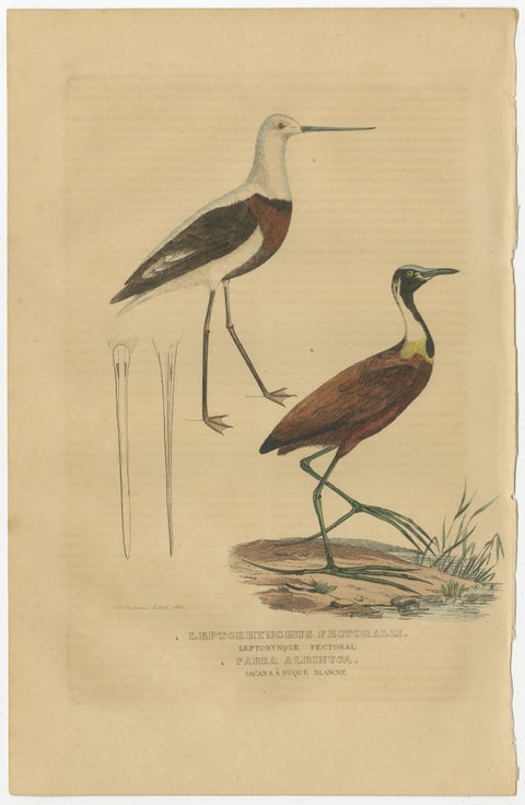 Old Hand-Colored Bird Print a Banded Stilt and a Madagascar Jacana, view 2