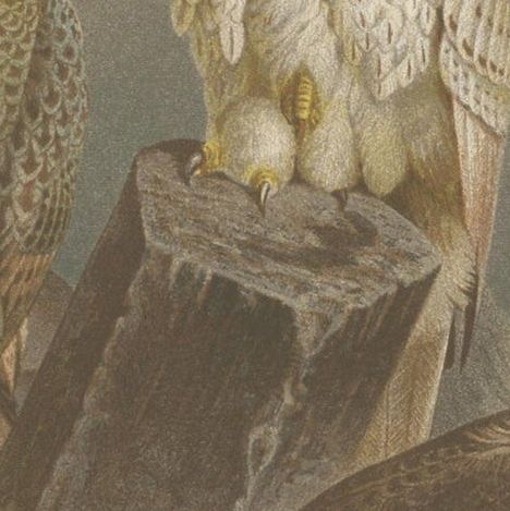 Antique Bird Print of Falcons by Brehm '1892', close-up 2
