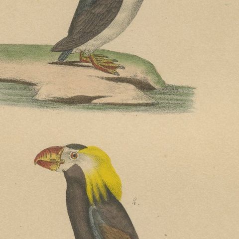 Atlantic Puffin & Tufted Puffin, Antique hand-coloured lithograph, c.1828, close-up 6