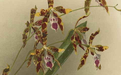 Antique Botanical Print, Exotic Orchid Odontoglossum Wattianum, c.1888, close-up 4