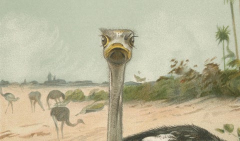 Antique Ostrich Print Exotic Birds Africa Scene Chromolithograph c.1895, close-up 3