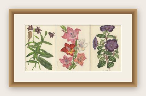 Set of 3 Antique Botany Prints, Chocolate Lily, Gladiolus, Tibouchina Elegans, shown framed