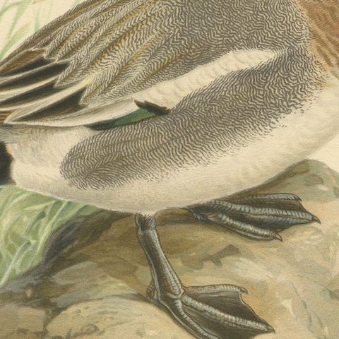 Rustic Grace: A Vintage Print of The Eurasian Wigeon by Magnus von Wright, 1929, close-up 4