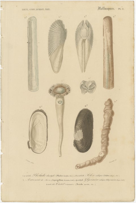 Aquatic Elegance: Molluscan Diversity Illustrated and Hand-Colored in 1849, view 4