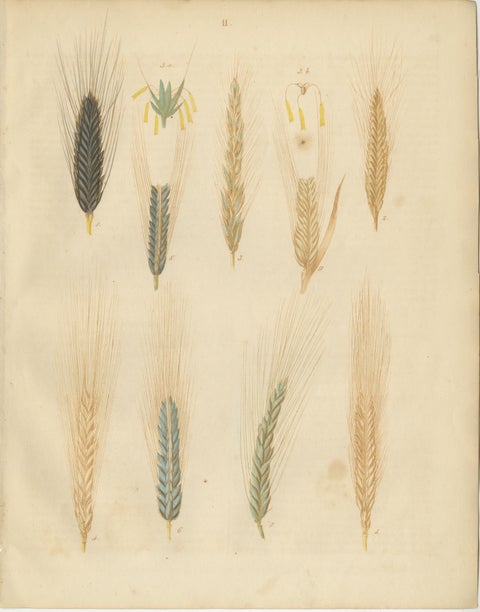 Antique Wheat and Rye Botanical Prints, Agricultural Study, Germany 1852, view 2