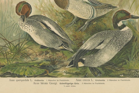 Ducks in Breeding Plumage, Antique 19th Century Chromolithograph Print, close-up 1