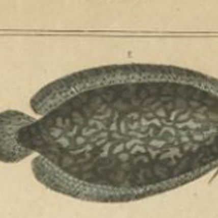 Antique Print of the Tonguefish and Other Fish Species, 1844, close-up 1