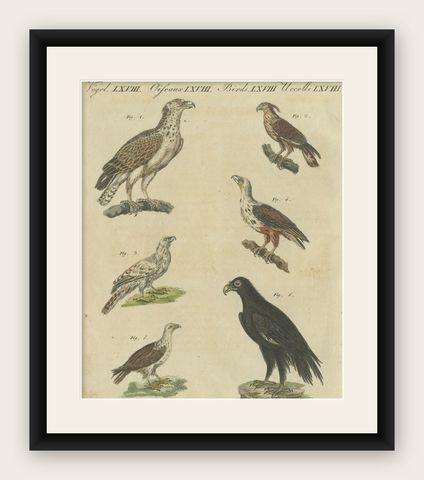 Birds of Prey: Hand-Colored Engraving of Raptors, Published in 1805 by Bertuch, shown framed