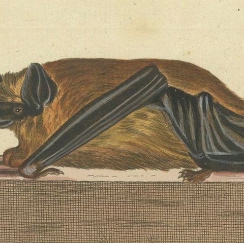 Elegance in Shadow: The Asian Parti-Colored Bat Engraved, 1775, close-up 5