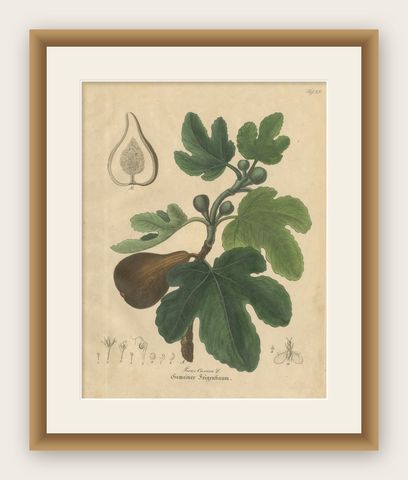 Antique Fig Botanical Print, Ficus Carica, Hand Colored, c.1831, shown framed