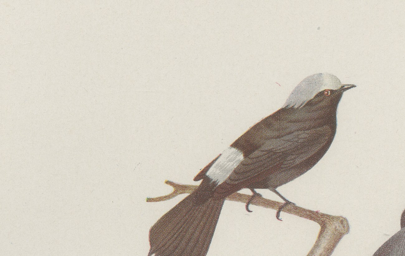 Racket-Tailed Motmots and Kingfishers, Brazilian Bird Print, Descourtilz, 1944, view 3