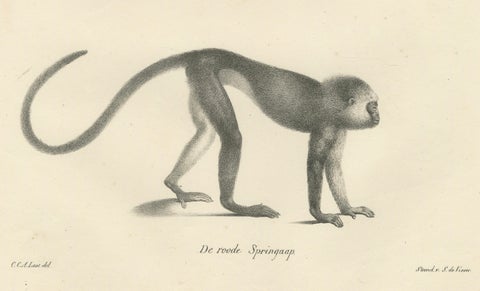Spring Monkeys and Other Species, Lithographs by Last, 1836, Zoological Studies, close-up 3