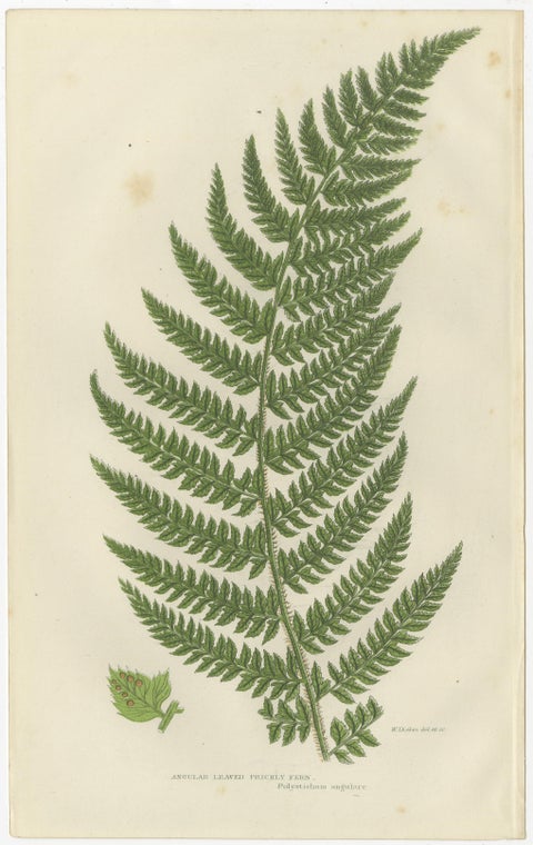 Holly Fern, Common Prickly Fern and Angular-leaved Prickly Fern, Triptych, 1873, view 4