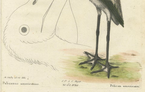 Antique Hand-Colored Engraving of the American Pelican, 19th Century, close-up 3