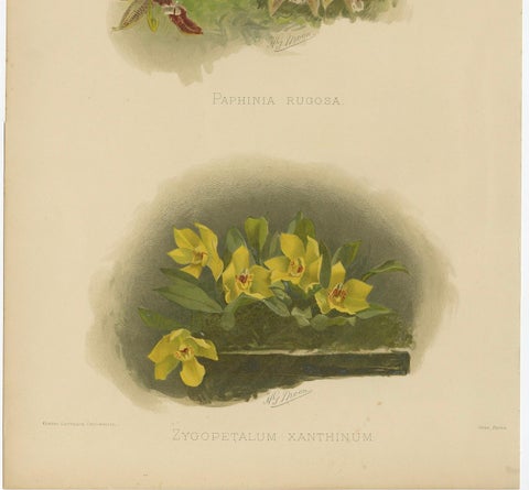 Victorian Botanical Orchid Print, Two Exotic Varieties, c.1888, close-up 1