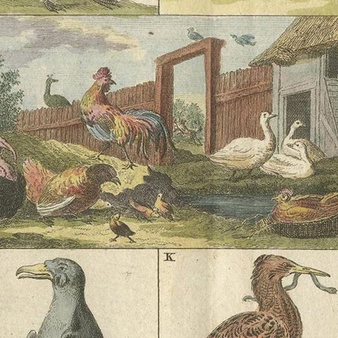 Antique Bird Print of an Ostrich, Toucan, Pelican and Other Birds, 1808, close-up 2