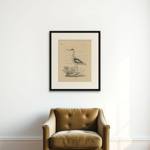 Antique Bird Print of the Pied Avocet by Goldfuss, circa 1824, shown framed on a wall