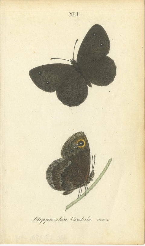 Cabinet-Size British Butterfly Engravings by Jardine & Lizars, 1835, view 7