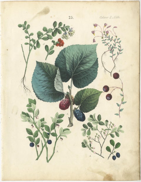 Antique Berry Botanical Chromolithographs, Currants & Wild Berries, Calwer 1854, view 2