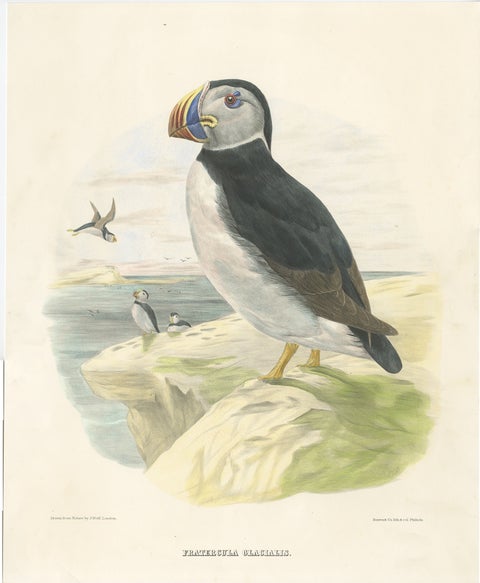 Spectacular Rare Large Antique Bird Print of The Large-Bill Puffin, 1868, view 2