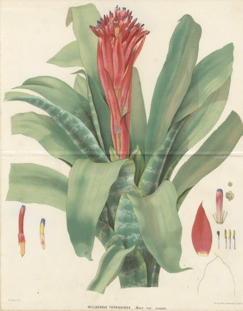 Antique Botanical Lithograph, Billbergia Thyrsoidea, de Vriese, 1856, close-up 5