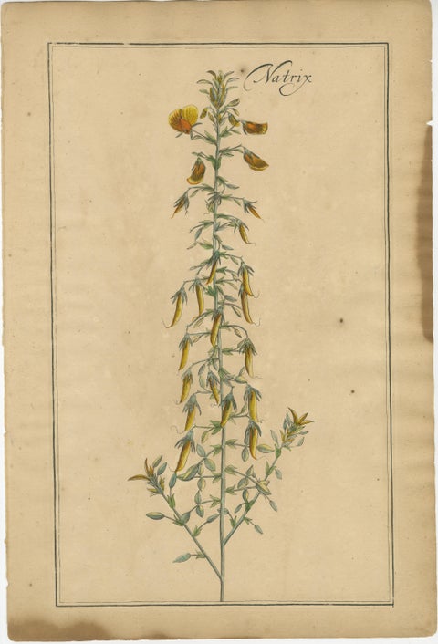 Antique Floral Botanicals, Natrix, Astragalus & Cytisus, Leipzig 1690s, view 2