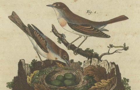 Common Nightingale and Chiffchaff with Nest and Eggs, 1805 Engraving by Bertuch, close-up 2