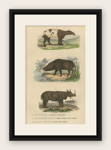 Terrestrial Mammals: Wild Boar, Indian Rhinoceros, and Malayan Tapir, 1845, shown framed