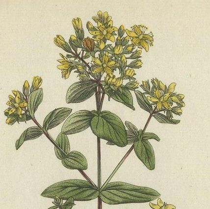 Antique Botany Print of a Species of St. Johnswort by Curtis, circa 1777, close-up 1