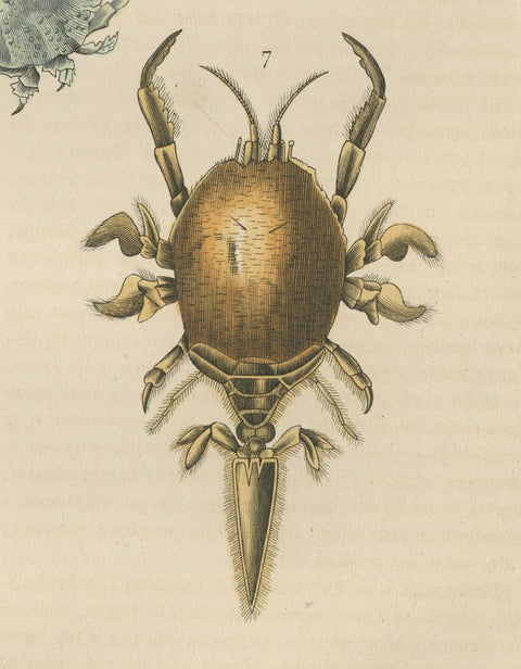 Crustacean Varieties in Drapiez's Natural Sciences Dictionary, 1845, close-up 3