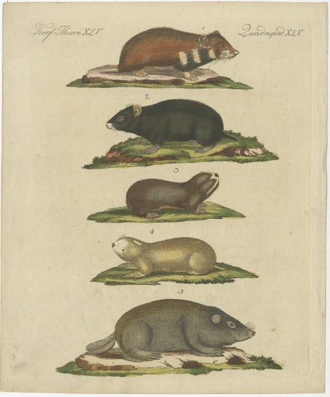 Original Antique Print of Hamsters and Field Rats, view 3