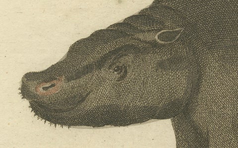 Antique Copperplate Engraving of Hippopotamus and Tapir by Bertuch, 1800, close-up 1