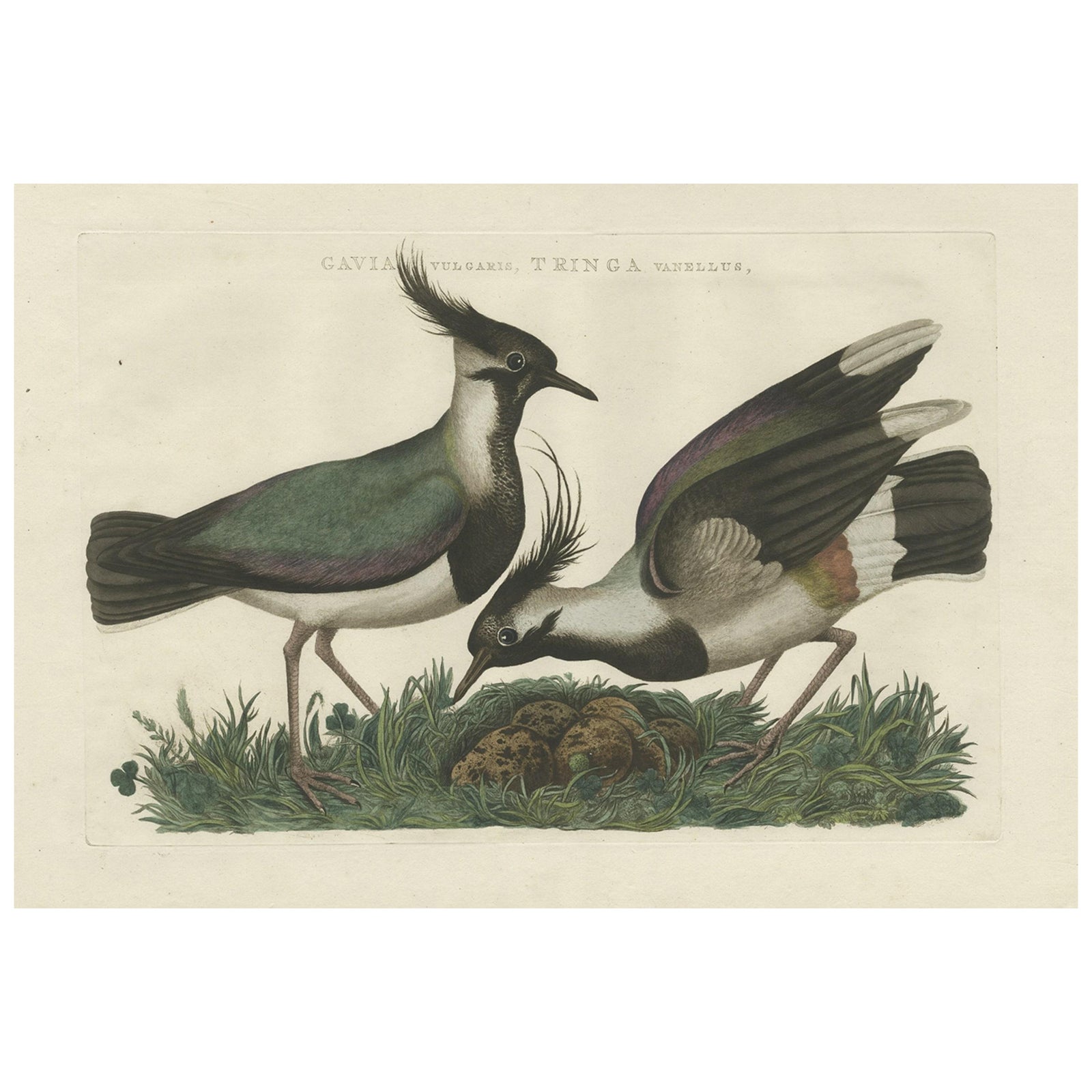 Northern Lapwing Print, Tringa Vanellus Vulgaris by Nozeman and Sepp, 1770