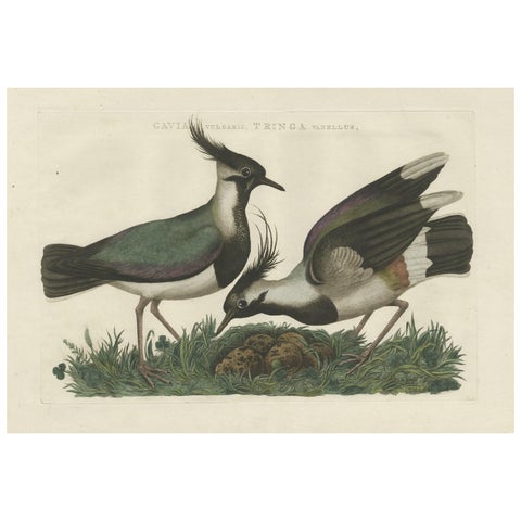 Northern Lapwing Print, Tringa Vanellus Vulgaris by Nozeman and Sepp, 1770