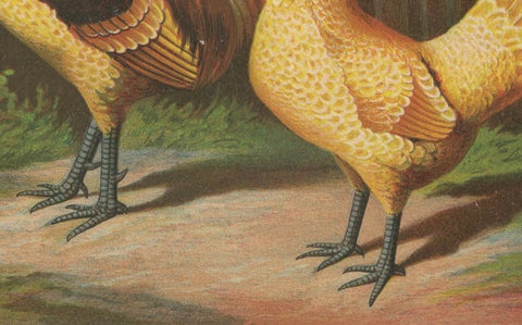 The Elegant Chamois Polish Chicken - A Rare 19th Century Poultry Lithograph, close-up 1